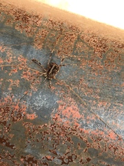 Bunochelis spinifera