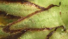 Leucanthemum pluriflorum