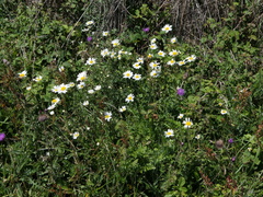 Leucanthemum pluriflorum