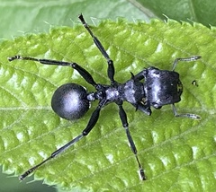Cephalotes atratus