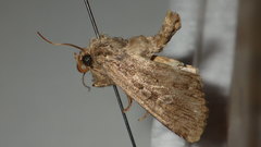Dichagyris
