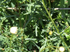 Leucanthemum pluriflorum