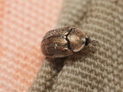 Hypocassida meridionalis