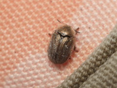 Hypocassida meridionalis