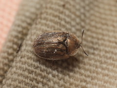 Hypocassida meridionalis