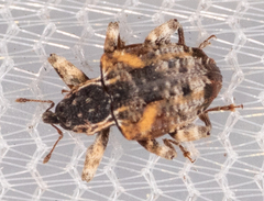 Conotrachelus anaglypticus