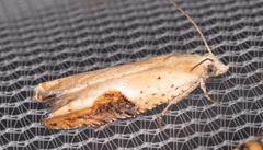 Pseudexentera costomaculana