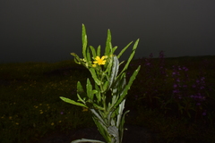 Senecio dalzellii