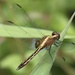 Erythrodiplax avittata - Photo no rights reserved, uploaded by Jean-Paul Boerekamps