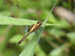 Erythrodiplax avittata