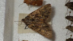 Polyphaenis sericata