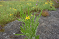 Senecio dalzellii