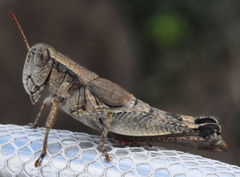 Melanoplus texensis
