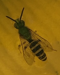Agapostemon