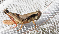 Melanoplus texensis