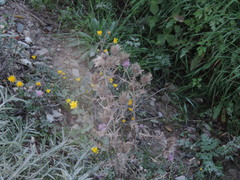 Cirsium italicum