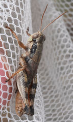 Melanoplus texensis