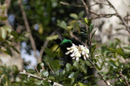Cozumel Emerald (Cynanthus forficatus), photo 8