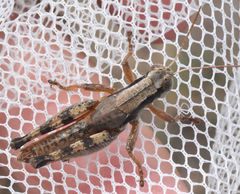 Melanoplus texensis