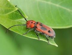 Tetraopes tetrophthalmus