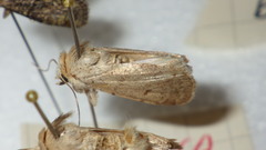 Caradrina aspersa