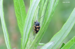 Cryptocephalus koltzei