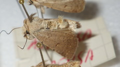 Caradrina aspersa