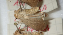Caradrina aspersa