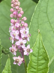 Phytolacca thyrsiflora