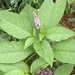 Phytolacca thyrsiflora - Photo no rights reserved, uploaded by Jean-Paul Boerekamps