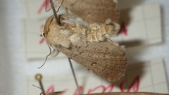 Caradrina aspersa