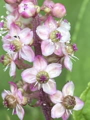 Phytolacca thyrsiflora