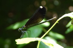 Calopteryx maculata