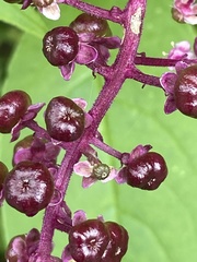 Phytolacca thyrsiflora