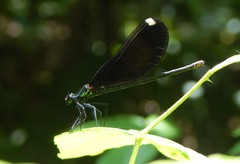 Calopteryx maculata