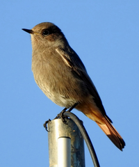 Phoenicurus ochruros