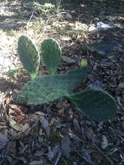 Opuntia pachyrrhiza