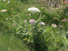 Daucus carota gummifer