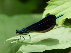Calopteryx maculata