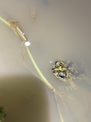 Rhinella beebei
