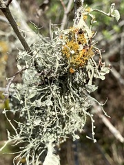 Teloschistes exilis