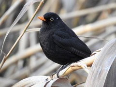 Turdus merula