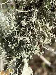 Teloschistes exilis