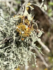 Teloschistes exilis