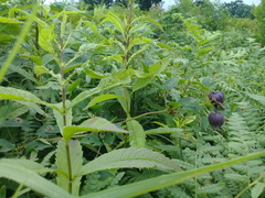 Lycopus charkeviczii