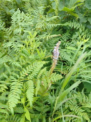 Veronicastrum sibiricum