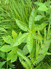 Veronicastrum sibiricum