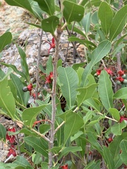 Ochna confusa