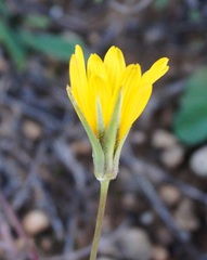 Tragopogon dasyrhynchus