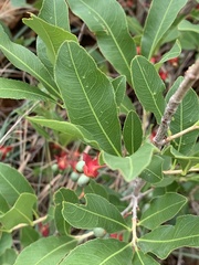Ochna confusa